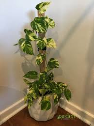 Devils Ivy Epipremnum Aureum This Plant Would Have To Be One Of Easiest Plants To Grow Indoo Ideias De Jardinagem Decoracao De Jardim Externo Samambaias Jardim