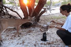 Maybe you would like to learn more about one of these? Rv Parks Florida Keys Style Is What You Want You Have Come To The Right Place