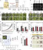 Maybe you would like to learn more about one of these? Molecular Plant Cell Press