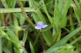 Image result for Cyanotis axillaris