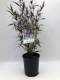 Image result for Strobilanthes anisophylla