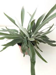 Image result for parožnatka Platycerium