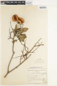 Image result for Justicia buchholzii