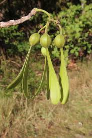 Image result for Gyrocarpus