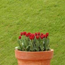 How To Take Care Of A Tulip Plant In A Pot Planting Tulips Growing Tulips Plants