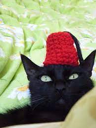 Ottoman S Fez Hat For Your Pet Your Pet Cat Hat Furry Friend
