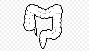 Small Intestine Large Intestine Drawing Coloring Book Png 600x470px Watercolor Cartoon Flower Frame Heart Download Free What is the ph within the small intestine and how is this. small intestine large intestine drawing