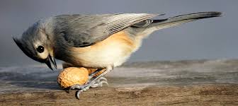 Check spelling or type a new query. Discover The Tufted Titmouse Be Your Own Birder