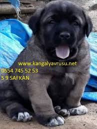 Satilik Kangal Yavrulari Satilik Kangal Kopek