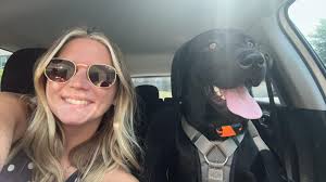 New labrador puppy introduction