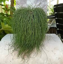 Image result for Casuarina glauca