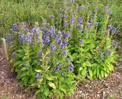 Image result for Lobelia mildbraedii