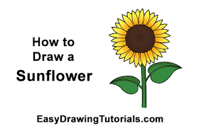 Start by drawing a large circle near the top of your paper—this will be the center of the. How To Draw A Sunflower Video Step By Step Pictures