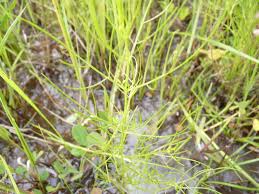 Image result for Rhamphicarpa