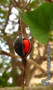 Image result for Erythrina lysistemon