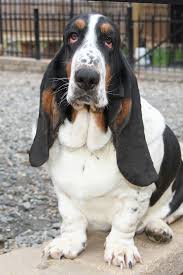 I found a basset hound contact us friends & supporters. Basset Hound Puppies Great Pets For Sale Basset Hound Puppy Baby Basset Hound Basset Dog