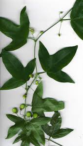 Image result for Passiflora suberosa