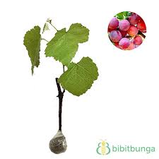 Kami telah menyajikan contoh gambar sketsa bunga, gambar bunga, serta 1 komentar. Jual Tanaman Anggur Merah Lokal Bibitbunga Com