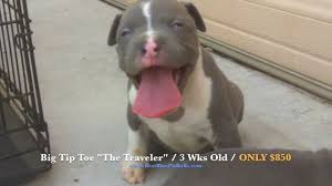 Click here to be notified when new american pit bull terrier puppies are listed. Pitbull Puppies For Sale In Arizona Pr Ukc Registered Blue Pit Bull Puppies Big Tip Toe Youtube