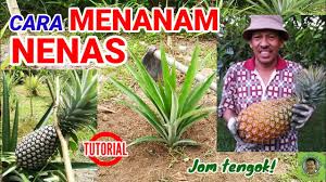 Only 2 days all chili with media planting debt and cocopeat shirts. Cara Menanam Nenas Youtube