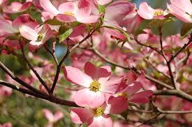 We did not find results for: Princeton Tree Care