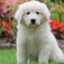 Visit our website at www.greenfieldpuppies.com to view them and more! Thunder Maremma Sheepdog Puppy For Sale In Pennsylvania
