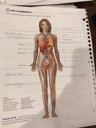 Hansen, phd chapter:introduction to the human body page:14. Solved Part G Assessments Label The Major Arteries And Ve Chegg Com