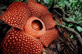 Bunganya pun tergolong besar (diameter 40 cm), yang hanya bisa dilihat malam hari. Rafflesia Arnoldii Bunga Endemik Sumatra Dan Terbesar Di Dunia