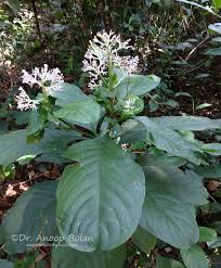 Image result for Chassalia umbraticola