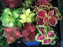 Image result for Coleus rhodesianum