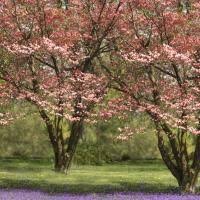 Maybe you would like to learn more about one of these? Welcome To Our Farms Freedom Tree Farms Tree Flowering Trees Fruit Tree Nursery