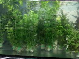 Anda juga boleh membentuk tanahnya juga tidak perlu terlalu lembab dan menakung air. Pokok Aza Aquarium Parts Tradings Bandar Baru Bangi Facebook