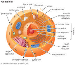 Hebbian theory is a neuroscientific theory claiming that an increase in synaptic efficacy arises from a presynaptic cell's repeated and persistent stimulation of a postsynaptic cell. Cell Theory Flashcards Quizlet