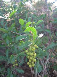 Image result for Searsia lucida