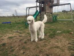 Questions about acceptable Show Coat styles | Poodle Forum