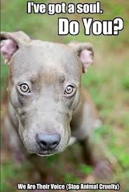 I Ve Got A Soul Do You We Are Their Voice Stop Animal Cruelty Animals Animal Lover Cute Animals