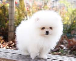 Chmurka ekipy najsłodsze i najlepsze momenty psa ekipy! Instagram Instagram Dogs Pomeranian