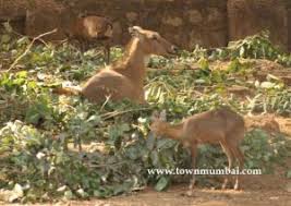 Tiger Safari and Lion Safari in ...