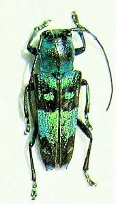 Black Beetles In The City Lot Of 10 Fabulous Blue Black Longhorn Beetle Glenea Celestis Fast From Usa Longhorn Beetle Beetle Longhorn