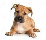 American Staffordshire Terrier Puppies for Sale