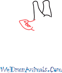 The best selection of royalty free drawing giraffe vector art, graphics and stock illustrations. How To Draw A Giraffe Head