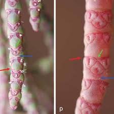 Image result for Crepidorhopalon namuliensis