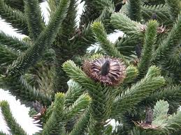 Chilenische schmucktanne in anderen sprachen Araucaria Araucana Oder Andentanne Oder Auch Chiletanne