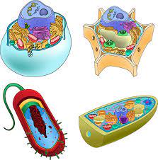 Maybe you would like to learn more about one of these? Cell Parts Ask A Biologist