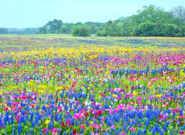 Bulk Wildflower Seeds Buy Wild Flower Seed Online