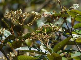 Image result for Harungana madagascariensis