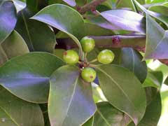 In a few cases, it is difficult to distinguish the boundary between some clones and i. Ilex X Altaclerensis Holly Pfaf Plant Database