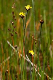 Image result for Xyris peteri