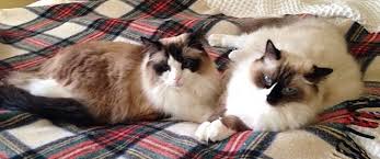 It really surprised me how great and special the character is of a ragdoll cat. Ragdoll Cats And Spring Shedding Question