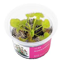 Image result for Drosera pilosa